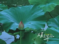-顾村公园