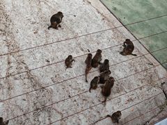 -青藏高原野生动物园