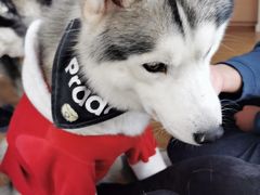 Prado-Husky Go! 哈士奇体验馆·宠物咖啡厅狗咖