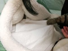 -宠福鑫康馨动物医院·骨科·眼科
