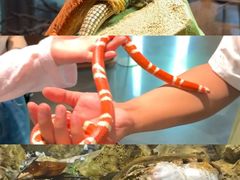 -帕帕拉兹宠物(亚洲旗舰店)