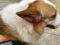 -美联众合动物医院·24h转诊中心