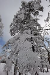 -大秃顶子山