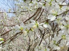 -桃花堤公园