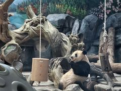 -武汉动物园