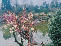 -杭州植物园