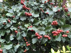 -郑州方特梦幻王国