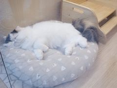 -momokira米努特·德文卷毛猫·棉花面纱犬