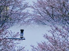 -高东镇樱花园