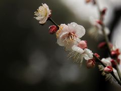 -上海吴淞炮台湾国家湿地公园