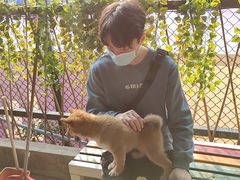 -柴犬高等学院·狗咖·柴犬售卖·宠物训练