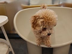 -有喵·猫咖·狗咖·30几只猫10只小狗(岗厦店)