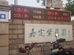 -嘉定紫藤园
