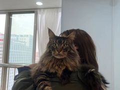 -喵宠乐园·撸猫互动·猫舍