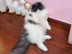 -李小姐の猫咖啡馆(五角场店)
