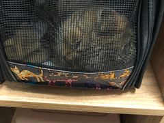 -纳吉亚猫专科动物诊疗中心(蒋宅口分院)