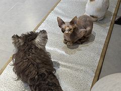 -琪喵猫屋·撸猫猫咖·猫舍