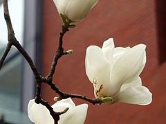 -苏州市立医院本部母子保健中心