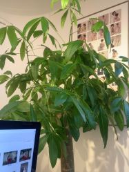 -蜜恋婚纱摄影·客片研发(苏州店)