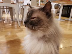 -Cappucimeow猫咪咖啡馆(韦伯时代店)