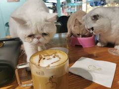 -猫小院猫主题餐厅(三里屯店)