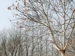 -仁和公园(顺义区)