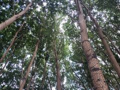 -丁香湖公园