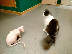-飞行喵MR PILOT|猫舍·猫咖(静安大融城店)