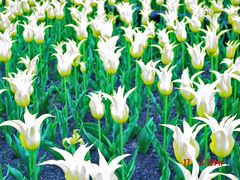白色的郁金香-上海鲜花港