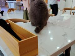 -喵园·猫主题咖啡厅·撸猫·猫咖(国贸店)