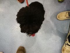-伟伟宠物医院·CT影像中心·瑞派犬猫综合性门诊(汉口总院)