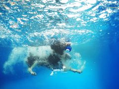 -超宠爱宠物摄影-Super pet