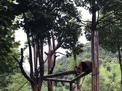 -都江堰中华大熊猫苑