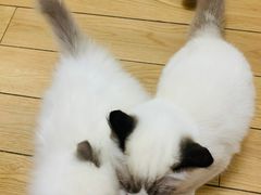 -爱侣宠医·鹦鹉专科·小型哺乳类·异宠专科(灵石路店)