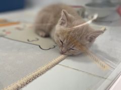 -1013 PET SHOP精品宠物商店(丁香店)