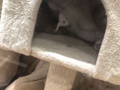 -肥佬大椰子鸡(三里屯3·3大厦店)