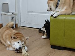 -是阿柴呀！柴犬咖啡·爱喵喵猫咖
