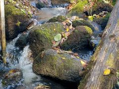 -五营红松林海景区