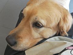 -喵汪萌宠屋旗舰店.洗澡美容.猫狗基地