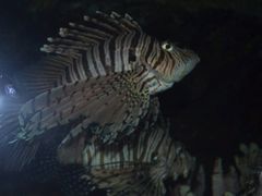 -苏州海洋馆