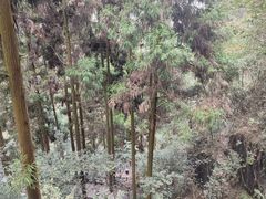 -刘伯温故里景区百丈漈