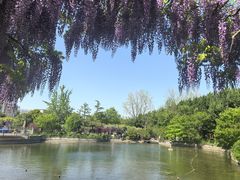 -嘉定紫藤园