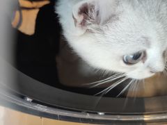 -艾贝尔宠物医院·24H转诊中心·肿瘤猫专科(江宁双龙店)