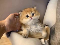 -欣宠猫屋·矮脚拿破仑·蓝金金渐层