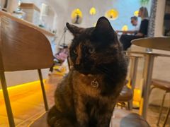 -Sirena海妖日咖夜酒