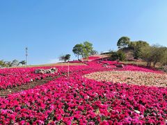 -光明小镇欢乐田园