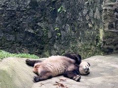 -都江堰中华大熊猫苑