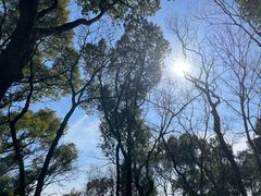 -上海佘山国家森林公园天马山园