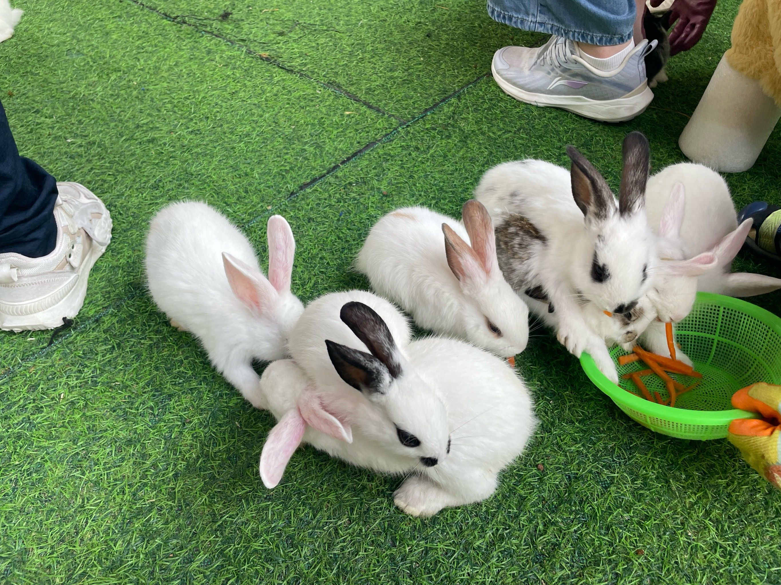 小嫩兔子也太可爱了趴