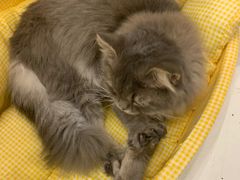 -Let's go狗咖·猫咖·奶狗·桌游(春熙路IFS店)
